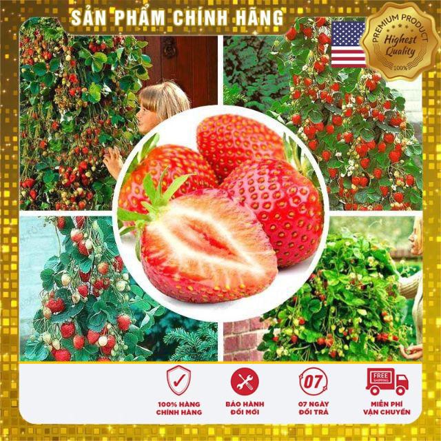 Combo 100 Hạt Giống Dâu Tây Leo Usa