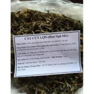 1kg cây cứt lợn khô (hoa ngũ sắc, cây cỏ hôi) chữa viêm xoang
