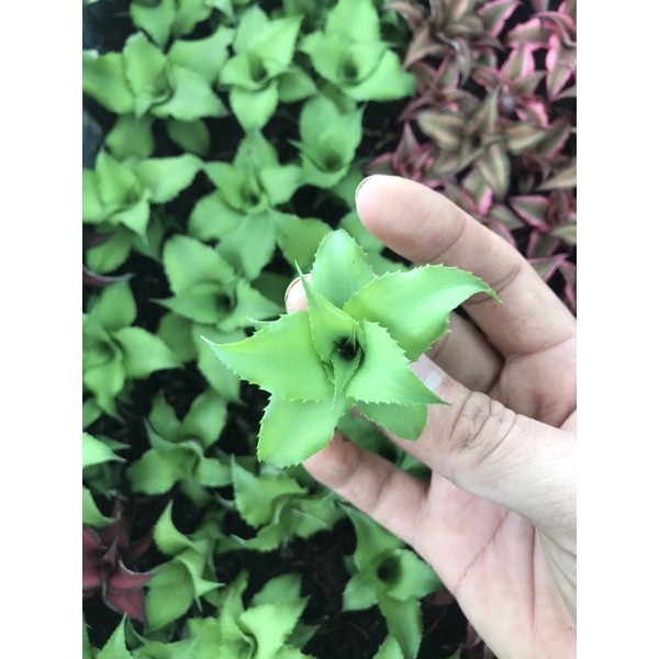 Dứa phụng mini