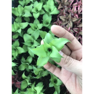 dứa phụng mini