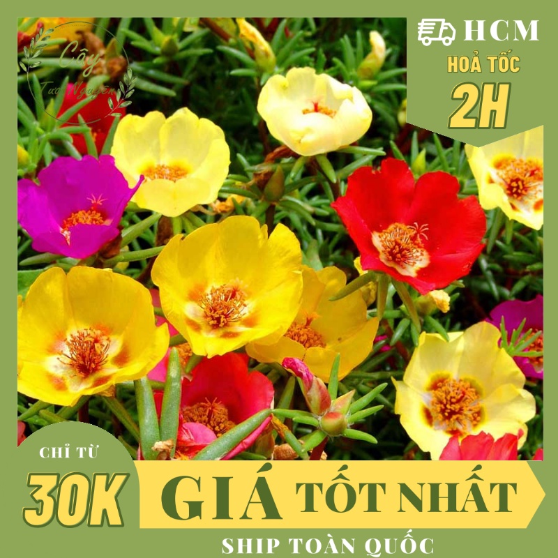 CÂY HOA MƯỜI GIỜ THÁI ,(cao 20cm), Cây cảnh, dễ trồng GIÁ RẺ, nở quanh năm, Cây Tươi Nguyên CTN0280