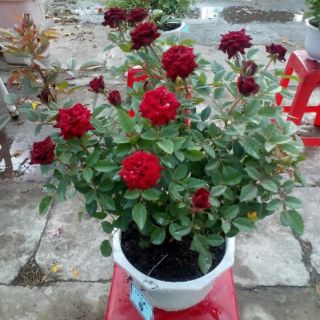 2kg phân bón Nhật