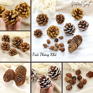 Quả Thông Khô Đà Lạt Trang Trí - Hàng Tuyển Chọn Từng Trái - Màu Tự Nhiên - Shop Natural Soul