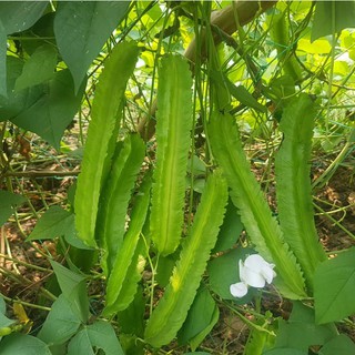 Hạt giống Đậu Rồng Cao Sản 20g