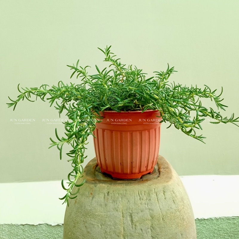 CÂY HƯƠNG THẢO THUẦN KHÍ HẬU JUN GARDEN SIZE 25CM