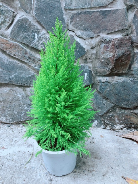 Tùng Thơm Cao 55cm ngang 20cm