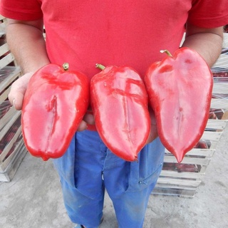 HẠT GIỐNG ỚT KHỔNG LỒ KAPIACHI F1