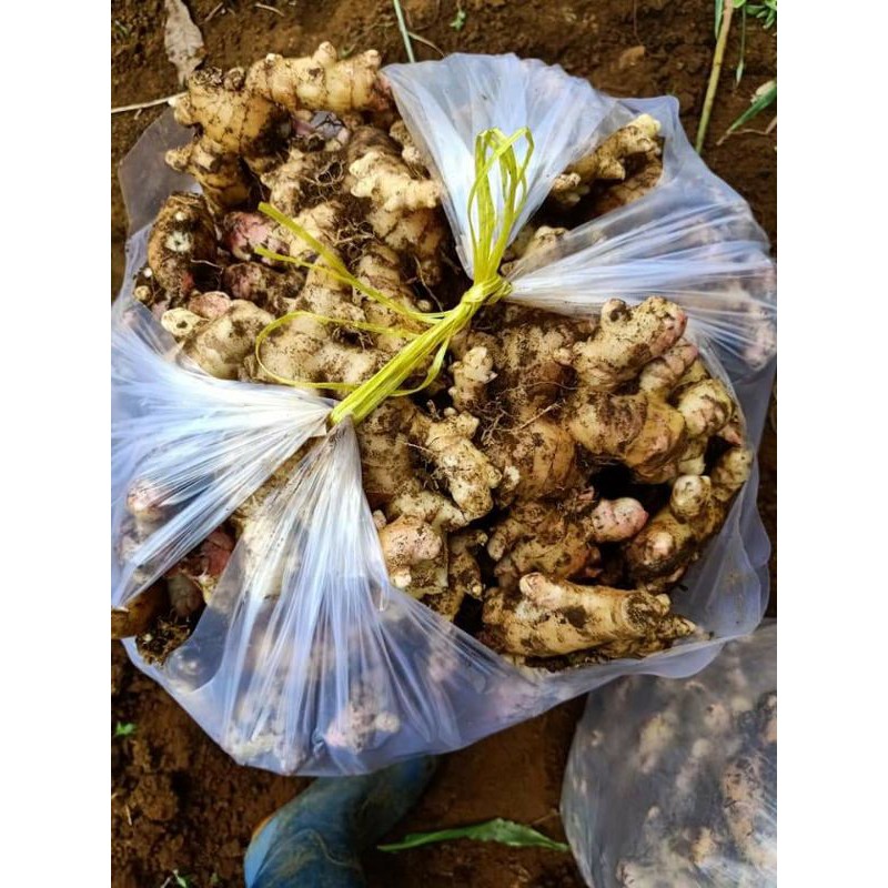 100g gừng sẻ củ nhỏ siêu cay Dak Lak | BigBuy360 - bigbuy360.vn