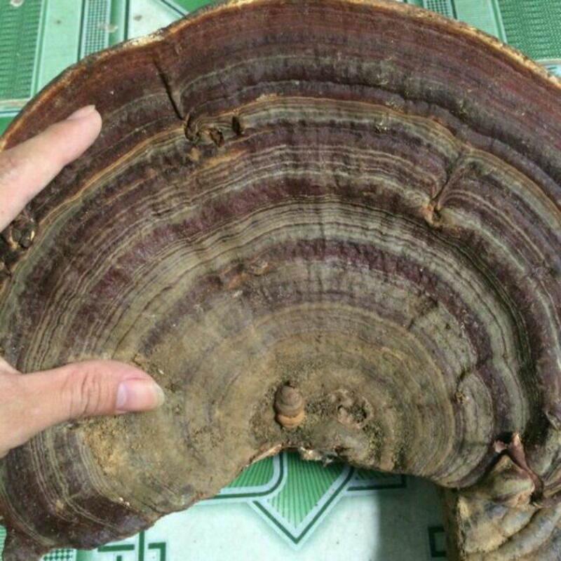 sỉ giá gốc nấm linh chi rừng 500g - 1kg