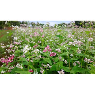 500gr Hạt giống hoa  Tam Giác Mạch Hà Giang