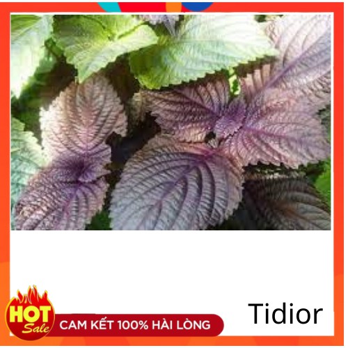 Tidior-Hạt Giống Tía Tô Cao Sản 2gr-HTT01