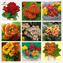 Hạt giống Hoa huyền Sâm mix