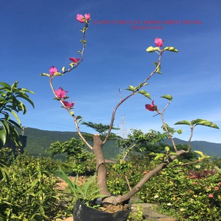 Cây hoa giấy (Hoa giấy leo giàn)