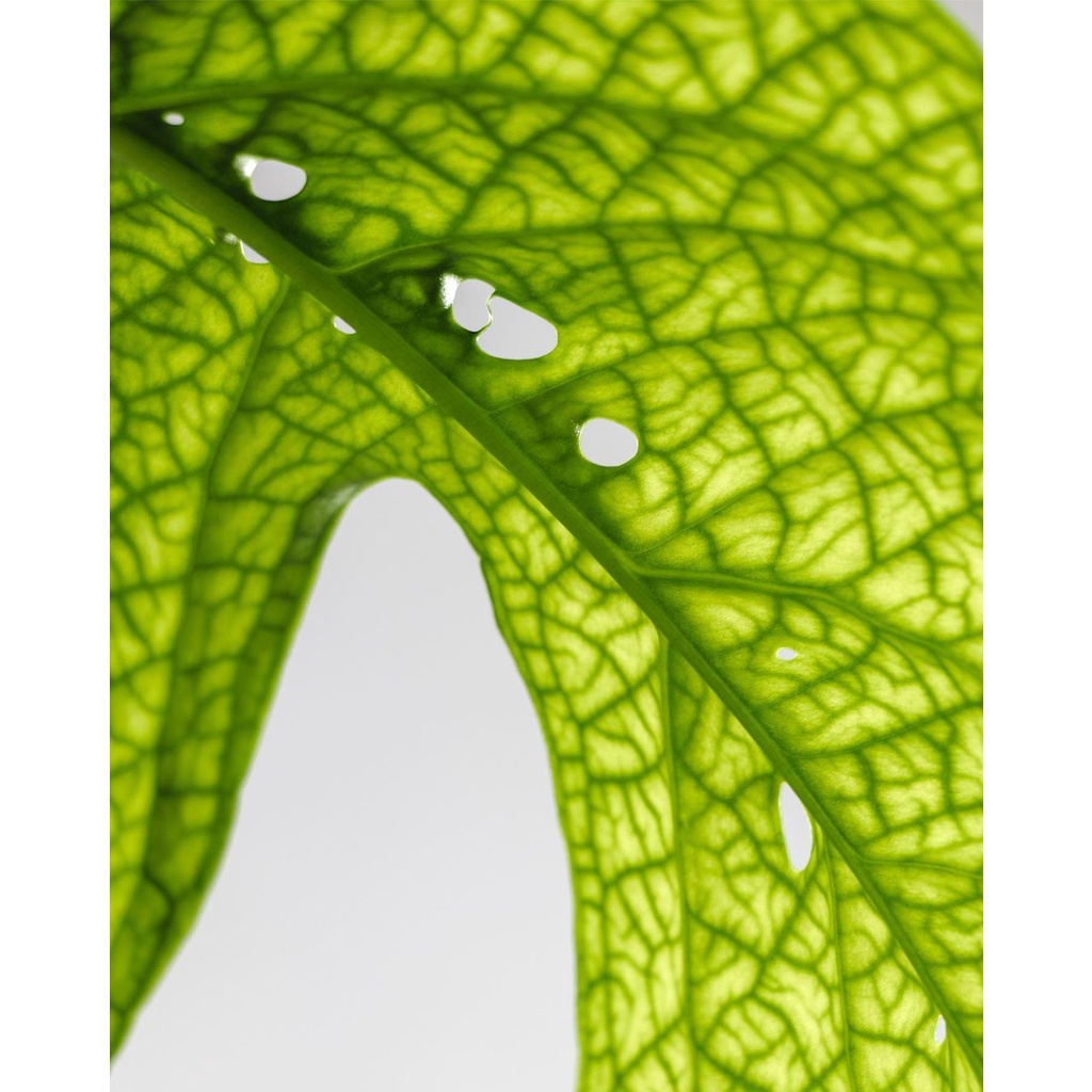 Cây Monstera Spiderman - Cây Amydrium Medium Green Form