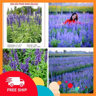 COMBO 2 gói hạt giống hoa xác pháo xanh TẶNG 1 siêu lân