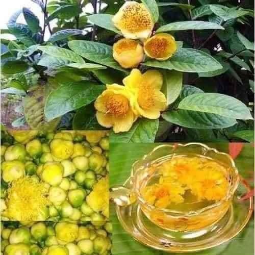 - Cây trà hoa vàng - THẾ GIỚI HOA CÂY CẢNH - - Chè hoa vàng.