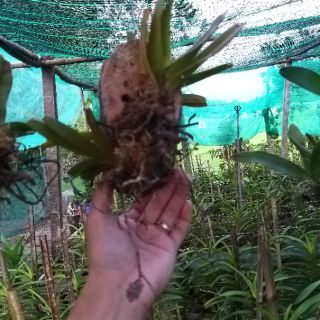 4 Cây Quế Tím