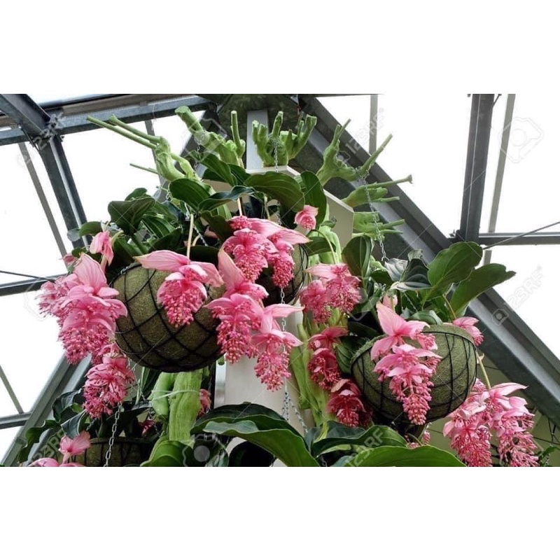 Cây giống hoa hòn Ngọc viễn đông