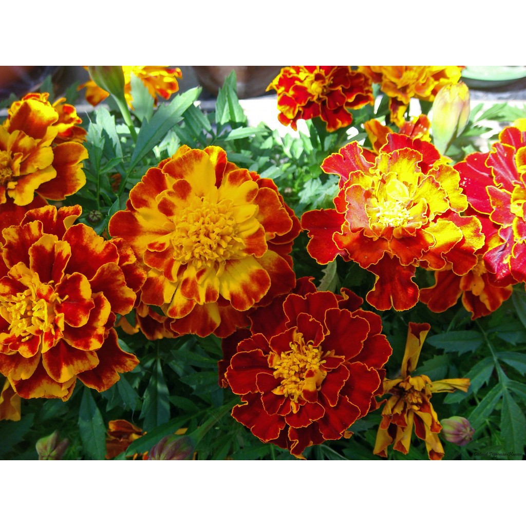 HẠT GIỐNG HOA VẠN THỌ PHÁP NHIỀU MÀU - GÓI 1 GRAM