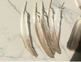 Lông vũ làm dreamcatcher