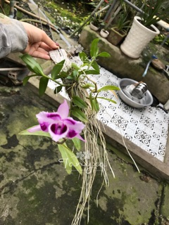 |SIÊU ĐẸP| Trầm 6 Mắt Thơm (Bảng Lá Bảo Hành Mặt Hoa)