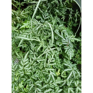 cây dương xỉ pháp