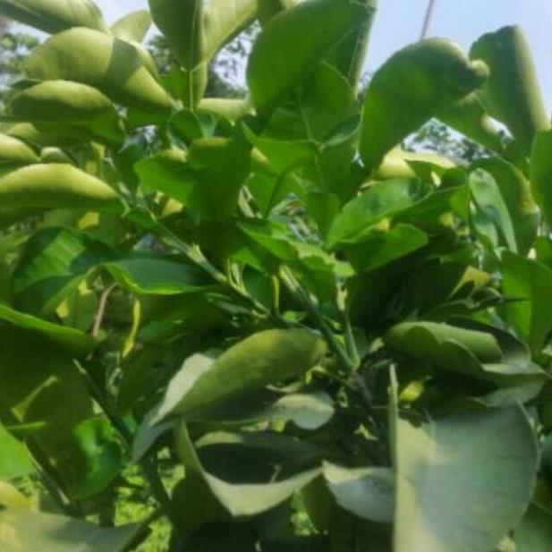 30 lá bưởi tươi sạch có thể chọn lá non hay vừa ạ