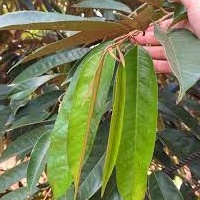 PHÂN BÓN LÁ TRUNG VI LƯỢNG BULGASARI Vino 79 Chai 500ML