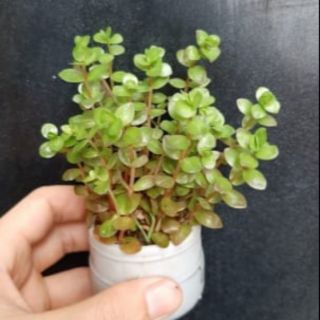 1 PHẦN ROTALA  VẢY ỐC LÁ CẠN