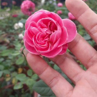 Com bo 10 cành chiết tree 50,60cm đủ màu cổ ngoại