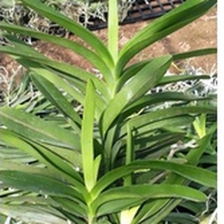 lan vanda.vanda lai chất lượng