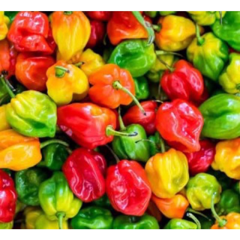 Hạt giống ớt siêu cay Hababero siêu trái F1