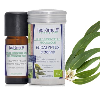 Tinh Dầu Organic Eucalyptus Citronné