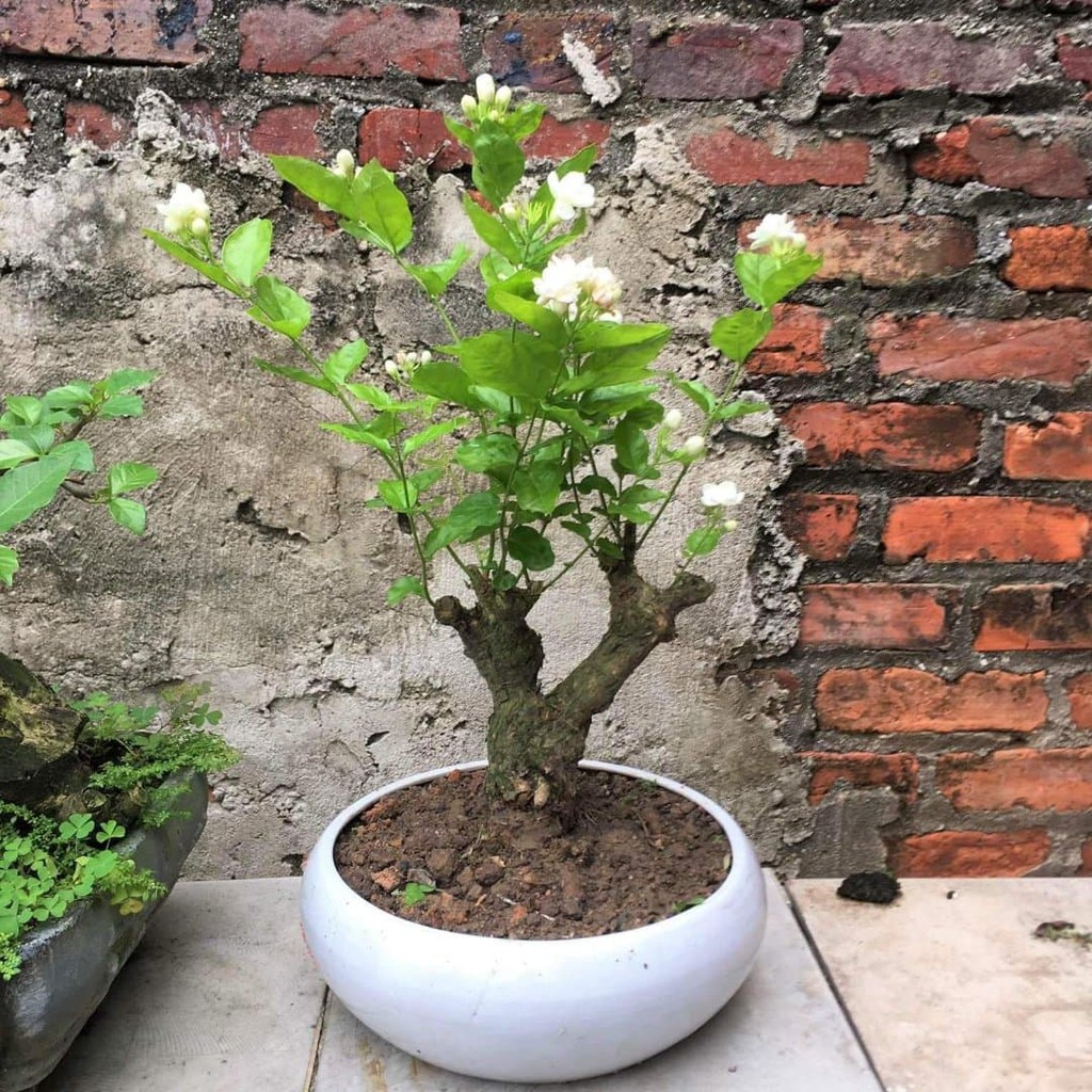 Phôi hoa nhài cổ Bonsai Đẹp - Độc - Lạ