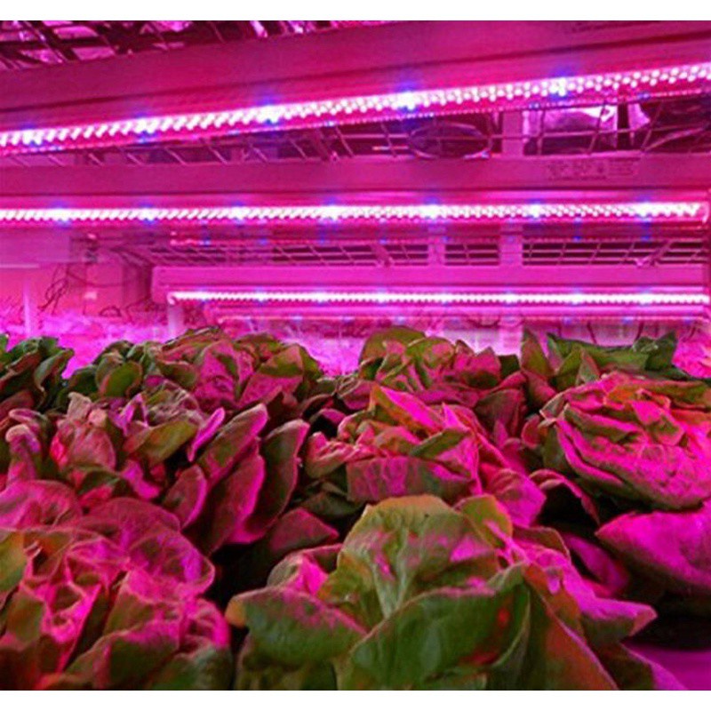 Dây Đèn LED 5M 60 Bóng Dùng Để Trồng Cây Trong Nhà Kính