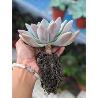 Sen sỏi hồng lá dài