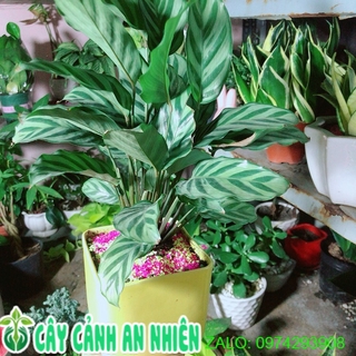 Chậu Cây Đuôi Công Xanh