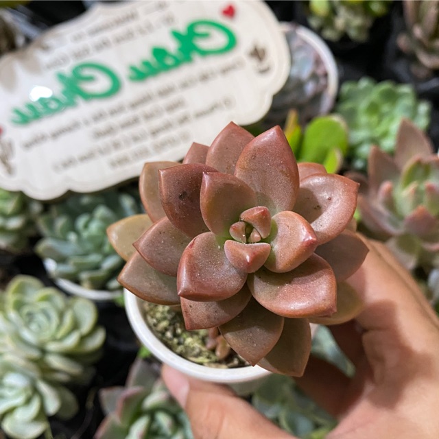 SEN ĐÁ SOCOLA 4-6CM