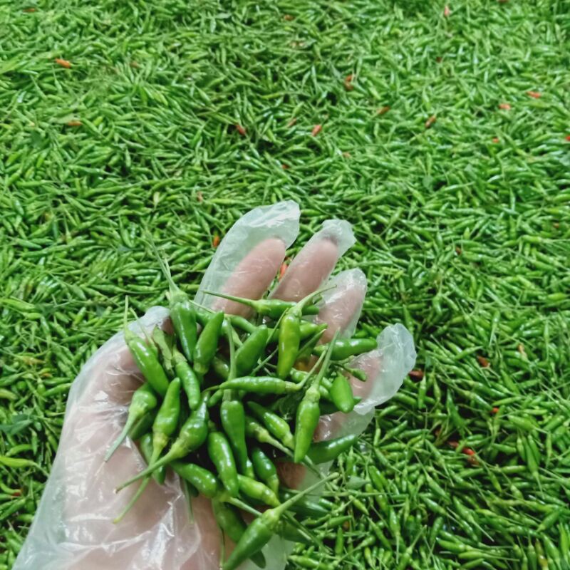 Ớt thóc xanh