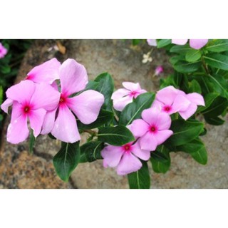 COMBO 2 CÂY GIỐNG DỪA CẠN