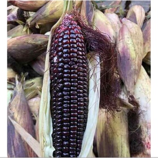 Hạt giống Bắp tím Fancy 111 gói 100gram