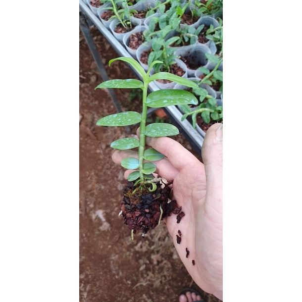 [Rẻ vô địch] trầm 5ct mắt đỏ lai phi điệp 5ct hàng giống chuẩn đẹp xanh sạch cao 10-15 cm