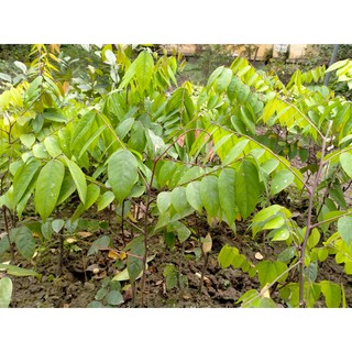 CÂY GIỐNG KHẾ CHUA