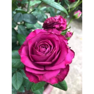 Hoa hồng Variety Information tím hồng- bầu to cây lớn trưởng thành