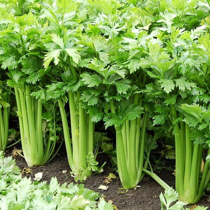 Hạt giống cần tây Cần tây khổng lồ 200 hạt