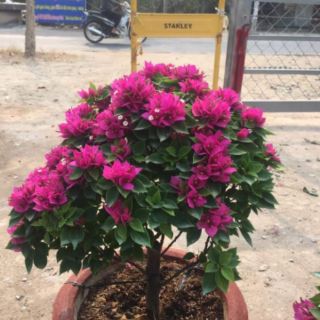 Cây 🌲 Hoa giấy Mỹ ... siêu hoa