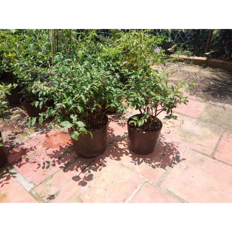 Cây Sơ-ri Cảnh Dáng Bonsai