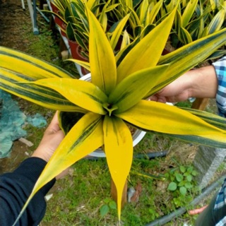 Lưỡi hổ hoàng kim