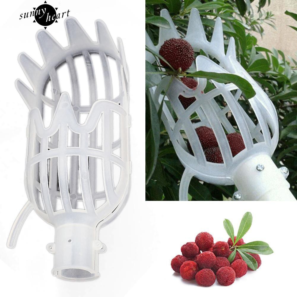 Vợt hái trái trên cao