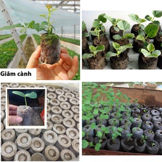 10 viên nén xơ dừa - Viên nén ươm hạt